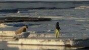 Νορβηγία: Πρόστιμο 1.100 δολαρίων σε τουρίστα που πλησίασε θαλάσσιο ίππο