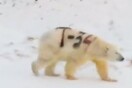 Ανατροπή με το «γκράφιτι» σε πολική αρκούδα: Την έβαψαν με σπρέι επιστήμονες