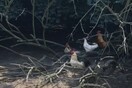 Η κυβέρνηση του Τζέρσεϊ έσφαξε δεκάδες κοτόπουλα επειδή έκαναν πολύ θόρυβο