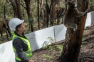 Αυστραλία: Κοάλα επιστρέφουν στη φύση, μετά τη διάσωσή τους από τις καταστροφικές πυρκαγιές