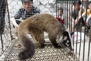 Κορωνοϊός: Απαγόρευση για όλες τις αγορές άγριων ζώων, ζητά η επικεφαλής βιοποικιλότητας του ΟΗΕ