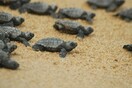 Πάνω από 2. εκατ. θαλάσσια χελωνάκια στις άδειες ακτές της Ινδίας
