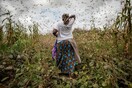Πολεμώντας τη μάστιγα των ακρίδων στην ανατολική Αφρική