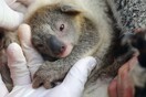 Αυστραλία: Νεογέννητο κοάλα σε πάρκο άγριων ζώων - Το πρώτο μετά τις καταστροφικές πυρκαγιές