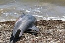 Βρέθηκε νεκρό δελφίνι σε παραλία στη Κεφαλονιά