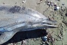 Νεκρό δελφίνι στο Λαγονήσι - Καταγγελίες ότι είναι το δεύτερο σε μικρό διάστημα