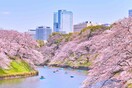 Τι απειλεί τις υπέροχες ανθισμένες κερασιές της Ιαπωνίας