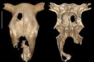 Οι κτηνίατροι του 3.000 π.Χ - Ίχνη πρωτόγονου χειρουργείου σε κρανίο αγελάδας