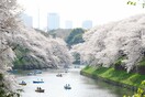 Πρόωρο Hanami - Υπέροχο, αλλά λάθος που άνθισαν οι κερασιές στην Ιαπωνία από τώρα
