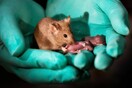 Ποντίκια του ίδιου φύλου έκαναν μωρά - Το νέο «πείραμα» των επιστημόνων και ο λόγος που έγινε