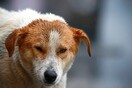 Φιλόζωη κινδυνεύει να φυλακιστεί επειδή τάιζε αδέσποτα σκυλιά