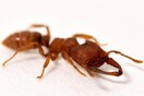 Το μυρμήγκι «Δράκουλας» είναι επισήμως το ζώο με την πιο γρήγορη κίνηση στη φύση
