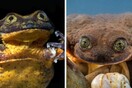 Ο πιο «μοναχικός» βάτραχος του κόσμου βρήκε ταίρι και δεν θα εξαφανιστεί το είδος του