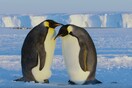 Εξαιρετικά σπάνιο: Ένα ζευγάρι πιγκουίνων κλωσάει μια χιονόμπαλα