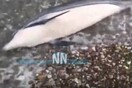Ναύπακτος: Αγωνιώδεις προσπάθειες διάσωσης δελφινιού- Βρέθηκε δίπλα στην νεκρή μητέρα του