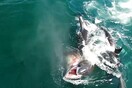 Αυτό το βίντεο δείχνει ακριβώς το λόγο που οι Όρκες ονομάζονται φάλαινες - δολοφόνοι