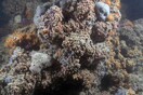 Ανακάλυψαν τον πρώτο κοραλλιογενή ύφαλο στη Μεσόγειο