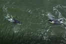 Ρωσία: Απελευθερώθηκαν οι πρώτες όρκες και φάλαινες μπελούγκα από την «φυλακή των κητών»