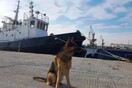 Αστυνομικοί σκύλοι: Αντιδράσεις για την εκπαίδευση και το μέλλον τους μετά την «σύνταξη» από την ΕΛ.ΑΣ.