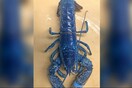 Πολύ σπάνιος μπλε αστακός βρέθηκε σε κουζίνα εστιατορίου - Θα δοθεί σε ενυδρείο