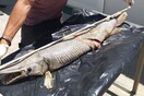 «Ψάρι αλιγάτορας» ανασύρθηκε από φράγμα στα Κατεχόμενα - Πώς βρέθηκε εκεί