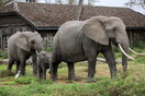 Υπερδιπλασιάστηκαν οι ελέφαντες στην Κένυα μέσα σε 30 χρόνια