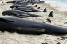Μυστήριο με τους θανάτους δελφινιών στο Πράσινο Ακρωτήριο: Πάνω από 130 ξεβράστηκαν & πέθαναν σε παραλία