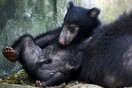 Ινδία: Συνελήφθη λαθροκυνηγός που έτρωγε πέη αρκούδων - Καταζητείτο εδώ και χρόνια