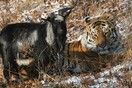 Ρωσία: Πέθανε ο τράγος Τιμούρ, o «καλύτερος φίλος» του τίγρη Αμούρ