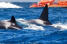 Φάλαινες δολοφόνοι φέρονται να επιτίθενται συντονισμένα εναντίον σκαφών - ΒΙΝΤΕΟ