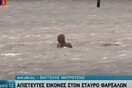 Κυκλώνας «Ιανός»: Διάσωση ηλικιωμένου on camera στα Φάρσαλα