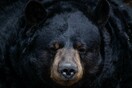 Ρωσία: Aρκούδα χτύπησε θανάσιμα υπάλληλο τσίρκου που μπήκε στο κλουβί της