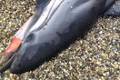 Σκότωσαν με βίαιο τρόπο ένα θηλυκό δελφίνι στο Άστρος