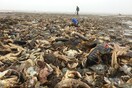 Μαζικός θάνατος χιλιάδων θαλάσσιων πλασμάτων στη Βρετανία από το «πολικό» ψύχος