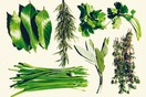 Πώς να αξιοποιήσετε τα ανοιξιάτικα βότανα για να αντιμετωπίσετε καθημερινά προβλήματα υγείας