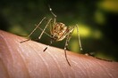 ΚΕΔΕ: Οι ψεκασμοί για τα κουνούπια έγιναν πάρα πολύ αργά - ΠΟΕΔΗΝ: Παροιμιώδης αδιαφορία