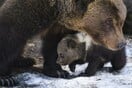 Ο «Αρκτούρος» δημιούργησε το πρώτο κτηνιατρείο για άγρια θηλαστικά στην Ελλάδα