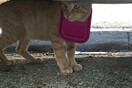 «Σώστε τον γατούλη» - Ένας γάτος στη Φιλοθέη έχει σφηνώσει το κεφάλι του σε τάπερ