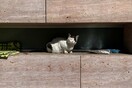 Ο γάτος θυρωρός του Μουσείου Μπενάκη