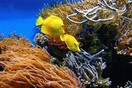 Κλιματική αλλαγή: Τα κοράλλια της Ερυθράς Θάλασσας άντεξαν στην άνοδο της θερμοκρασίας