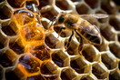 Ο ΕΦΕΤ ανακαλεί γνωστό μέλι: Εντοπίστηκε απαγορευμένη χημική ουσία