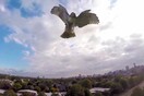 Κάποια ζώα μισούν τα drones 