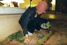Guerilla Gardening στην Αθήνα