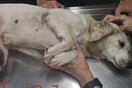 Έκκληση για σκύλο που βρέθηκε με τεράστιο όγκο - Τον διέσωσαν στην Καρδίτσα