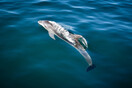 Καβάλα: Συγκινητική διάσωση δελφινιού σε παραλία του Παγγαίου