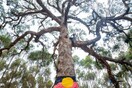 Oργή στην Αυστραλία- Ξερίζωσαν ιερό δέντρο των Αβορίγινων για να γίνει αυτοκινητόδρομος