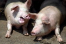 Τα γουρούνια μπορούν να εκπαιδευτούν για να χρησιμοποιούν joystick υπολογιστή, λένε ερευνητές
