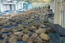 Επιχείρηση διάσωσης για χιλιάδες θαλάσσιες χελώνες - Βρέθηκαν «παγωμένες» από το ψύχος