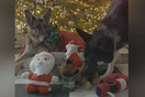Βίντεο: Οι σκύλοι του Τζο Μπάιντεν «έστειλαν» τις δικές τους ευχές για τα Χριστούγεννα