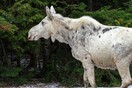 Οργή και θλίψη στον Καναδά για τη σπάνια λευκή άλκη: «Γιατί να σκοτώσεις τόσο όμορφο ζώο;»